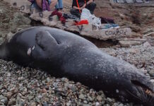 Ανάβυσσος: Πυροβόλησαν και σκότωσαν μεσογειακή φώκια στο Μαύρο Λιθάρι – Εικόνες φρίκης