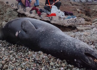 Ανάβυσσος: Πυροβόλησαν και σκότωσαν μεσογειακή φώκια στο Μαύρο Λιθάρι – Εικόνες φρίκης