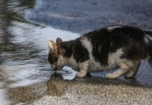 Φρίκη στην Ηλιούπολη: «Serial killer» ζώων πέταξε αποκεφαλισμένο γατάκι σε νηπιαγωγείο