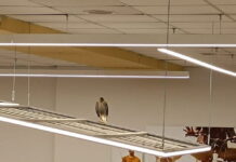 Ηράκλειο: Γεράκι εγκλωβίστηκε σε σούπερ μάρκετ – Είχε «αράξει» σε φωτιστικό