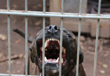 Ζάκυνθος: Νεκρό 2 ετών παιδί μετά από επίθεση σκύλου