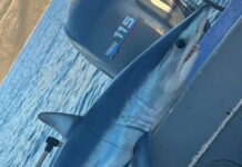 Εύβοια: Ψαράς έπιασε στα δίχτυα του καρχαρία Μακό, ένα από τα ταχύτερα και πιο επικίνδυνα είδη