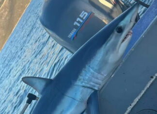 Εύβοια: Ψαράς έπιασε στα δίχτυα του καρχαρία Μακό, ένα από τα ταχύτερα και πιο επικίνδυνα είδη