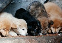 Φρίκη στην Πάτρα: 89χρονη σκότωσε κουτάβια – Της πέταξε πέτρα 25χρονος και τον χτύπησε στο κεφάλι με μεταλλικό αντικείμενο