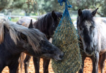 Μικρές ιστορίες μεγάλης αλλαγής: Πώς η Kaizen Gaming στέκεται δίπλα σε ανθρώπους, ζώα και κοινότητες σε όλη την Ελλάδα