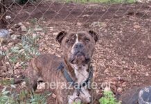 Ζάκυνθος: Τα τελευταία δευτερόλεπτα του 2χρονου πριν ξεψυχήσει από την επίθεση του μανιασμένου πίτμπουλ