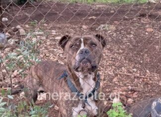 Ανησυχία μετά την τραγωδία με το πίτμπουλ που κατασπάραξε 2χρονο στη Ζάκυνθο – Πάνω από 2500 επιθέσεις σκύλων σε έναν χρόνο