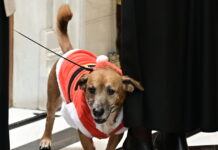 Ο Peanut μπήκε σε mood Χριστουγέννων: Ντυμένος ως Αϊ Βασίλης άκουσε τα κάλαντα στο Μέγαρο Μαξίμου