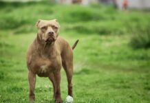 Ζάκυνθος: «Το πίτμπουλ τρόμαξε από πυροβολισμούς κυνηγών και επιτέθηκε στον Λίο», λέει η μητέρα του δίχρονου