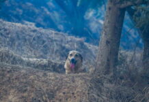 Ηλεία : Καταγγελίες για άτυπο καταφύγιο ζώων – Σκύλοι δεμένοι χωρίς τροφή και νερό