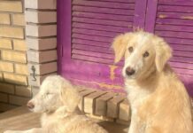 Επιθέσεις σκύλων: Τι φταίει πραγματικά και πώς μπορεί να προληφθούν τραγωδίες σαν της Ζακύνθου