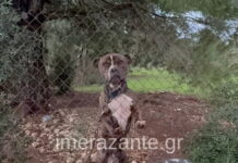 Ζάκυνθος: Συνελήφθησαν οι γονείς του 2χρονου αγοριού που πέθανε μετά από επίθεση σκύλου – «Πάει το παιδάκι μου» είπε συντετριμμένος ο πατέρας