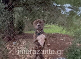 Ζάκυνθος: «Τον άφησα 30 δευτερόλεπτα από τα μάτια μου», λέει ο πατέρας του 2χρονου – «20 σκυλιά είχε η οικογένεια του»