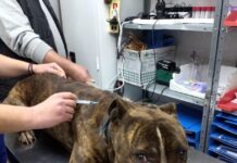 Ζάκυνθος: Στις 15:00 το τελευταίο αντίο στον 2χρονο – Σε κέντρο περίθαλψης αδέσποτων το πίτμπουλ που τον κατασπάραξε