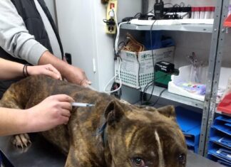 Ζάκυνθος: Στις 15:00 το τελευταίο αντίο στον 2χρονο – Σε κέντρο περίθαλψης αδέσποτων το πίτμπουλ που τον κατασπάραξε