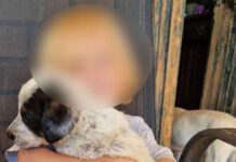 Τραγωδία στη Ζάκυνθο: «Το πίτμπουλ τρόμαξε από πυροβολισμούς κυνηγών και κατασπάραξε τον Λίο», λέει η μητέρα του 2χρονου