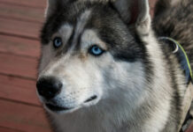 Το πιο…Drama Queen Χάσκι που έχετε δει έκανε και τον κτηνίατρο να λιώσει στα γέλια