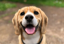 Εσύ ξέρεις γιατί τα σκυλιά διαλέγουν ένα μέλος της οικογένειας για «αφεντικό»;