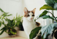 Τα φυτά που μπορείς να έχεις χωρίς φόβο στο σπίτι αν έχεις γάτα