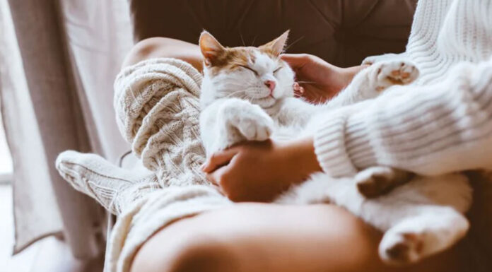 Γιατί η γάτα σου κοιμάται πάνω σου; Τα μυστικά πίσω από αυτή την τρυφερή συνήθεια