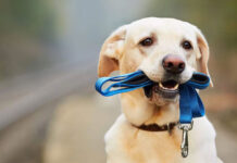 4 “έξυπνοι” τρόποι για να κρατάτε τον σκύλο σας απασχολημένο και χαρούμενο