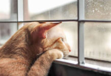 Τι κάνει η γάτα μας όταν μένει μόνη στο σπίτι – Οι πιο τρυφερές συνήθειες