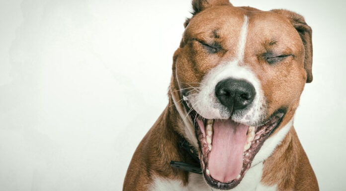 Γιατί οι σκύλοι χασμουριούνται – Περισσότερο από απλή νύστα