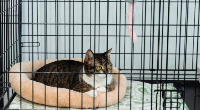 Πώς να κάνετε τη γάτα σας να αγαπήσει το κλουβί της από την πρώτη μέρα