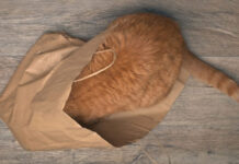 7 καθημερινά αντικείμενα στο σπίτι που μπορεί να είναι πολύ επικίνδυνα για τη γάτα σας