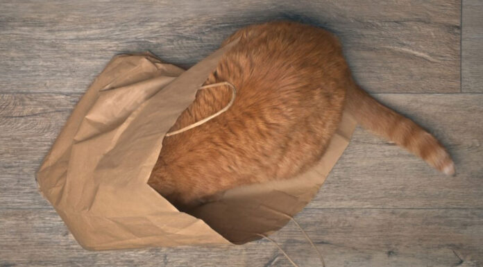 7 καθημερινά αντικείμενα στο σπίτι που μπορεί να είναι πολύ επικίνδυνα για τη γάτα σας