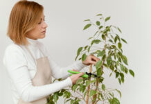 Τα φυτά που αντέχουν τα πάντα (ακόμα και την αμέλειά μας)