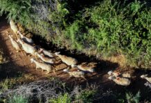 Ευλογιά αιγοπροβάτων: 7 απαντήσεις σε ανακριβείς ισχυρισμούς περί εμβολιασμών