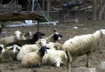 Ηράκλειο: Μπήκαν σε στάνη και έσφαξαν 40 αρνιά – Τρεις συλλήψεις για ζωοκτονία