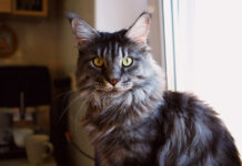 Οι 10 πιο δημοφιλείς ράτσες γατών στον κόσμο