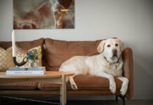 Οι καλύτερες δραστηριότητες για σκύλους μέσα στο σπίτι