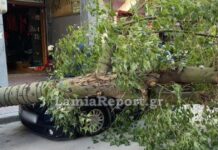 Λαμία: Δέντρο έπεσε πάνω σε αυτοκίνητα στο κέντρο της πόλης