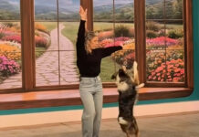 Η viral στιγμή με σκύλο που χορεύει στον ρυθμό του «Ferto»