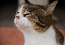 Γάτα: Το επιστημονικό κόλπο για να σε «καταλαβαίνει»