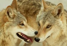 Πώς μας προστατεύει κρυφά ο μεγάλος, κακός λύκος;