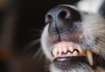 Υπόθεση «Χάτσικο» στην Λαμία: Πέθανε ηλικιωμένος μέσα στο σπίτι του και ο σκύλος δεν άφηνε κανέναν να τον πλησιάσει