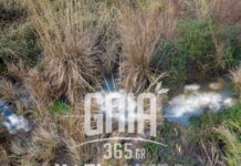 Συναγερμός στον Αλφειό με δεκάδες νεκρά πρόβατα σε αποσύνθεση: Κίνδυνος για τη δημόσια υγεία