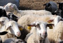 Ευλογιά προβάτων: Δέκα ερωτήσεις και απαντήσεις – Το εμβόλιο, o ΕΟΦ και οι αποζημιώσεις