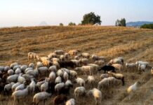 ΥΠΑΑΤ κατά ΠΑΣΟΚ για ευλογιά των προβάτων: «Γίνεστε ουρά του Βελόπουλου και της Λατινοπούλου»