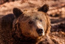 Διπλασιάστηκαν οι αρκούδες στην Ελλάδα μέσα σε έξι χρόνια – Τι δείχνει έρευνα του Αρκτούρου