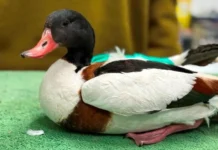 Τραυματισμένη «Βαρβάρα» στον Αμβρακικό Κόλπο – Φροντίδα από την ΑΝΙΜΑ