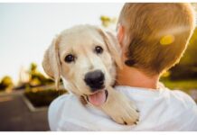 Στο μικροσκόπιο οι ιδιοκτήτες ζώων συντροφιάς – Έλεγχοι και πρόστιμα