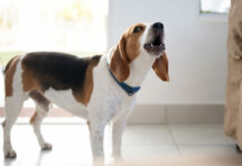 6 Σημάδια που δείχνουν ότι ο σκύλος σας χρειάζεται βοήθεια