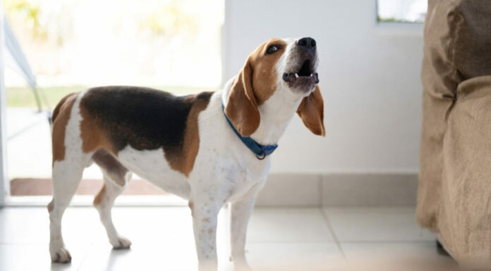 6 Σημάδια που δείχνουν ότι ο σκύλος σας χρειάζεται βοήθεια