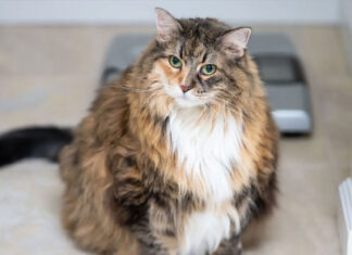 Ozempets: Η νέα τάση στα κατοικίδια – Ένεση αδυνατίσματος ή παγίδα για την ευτυχία τους;