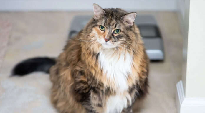 Ozempets: Η νέα τάση στα κατοικίδια – Ένεση αδυνατίσματος ή παγίδα για την ευτυχία τους;